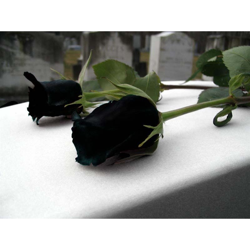 08 Sementes Sadias De Rosa Negra Rara Exótica Pra Fazer Sementes Sadias