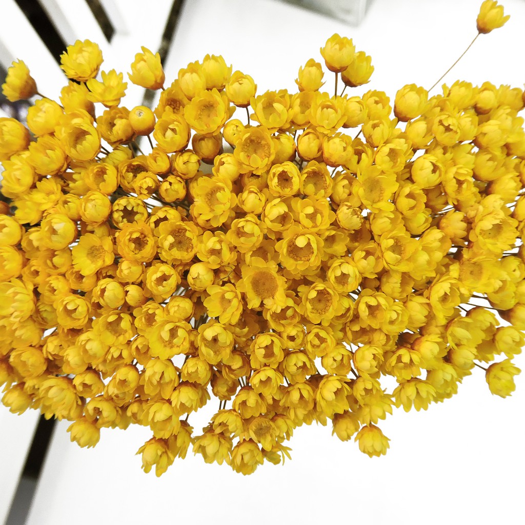 Flores Desidratadas - Sempre Viva Florzinha Amarela | Shopee Brasil