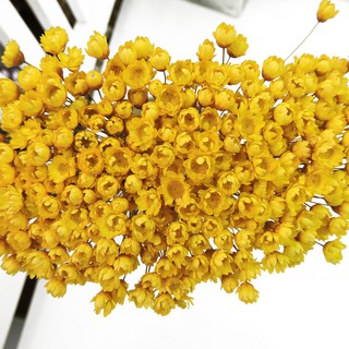 Flores Desidratadas - Sempre Viva Florzinha Amarela