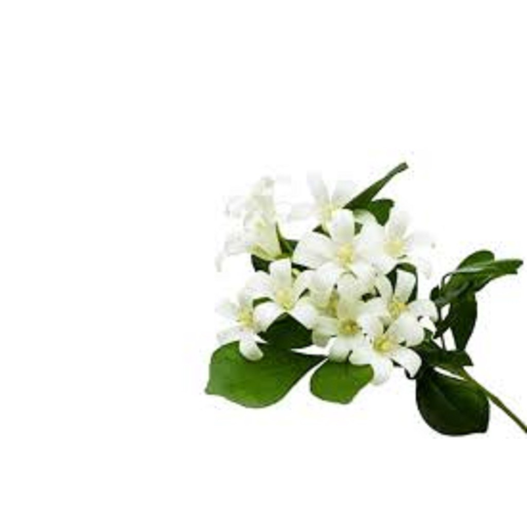 200 Sementes Para Mudas Murta de cheiro dama da noite jasmim de cheiro flor branca cerca viva muro verde cortina viva