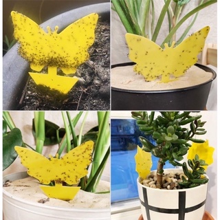 Kit 12 Adesivo Isca Armadilha Atrai Mosquito Inseto De Plantações Decoração