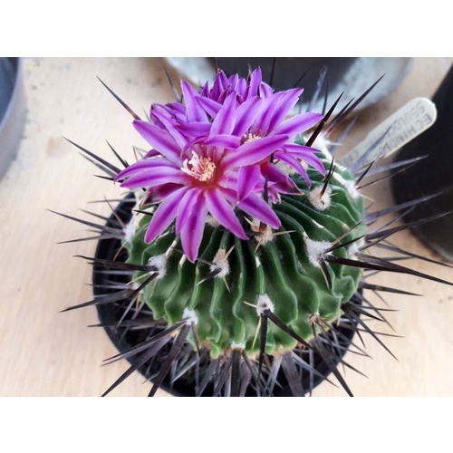 10 Sementes Cactos Gymnocalycium Cactus Flor Mix | Shopee Brasil