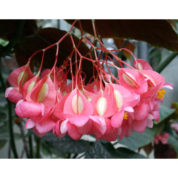 Sementes de Begônia Maculata Pink - para plantio de Mudas da Flor LIfl |  Shopee Brasil