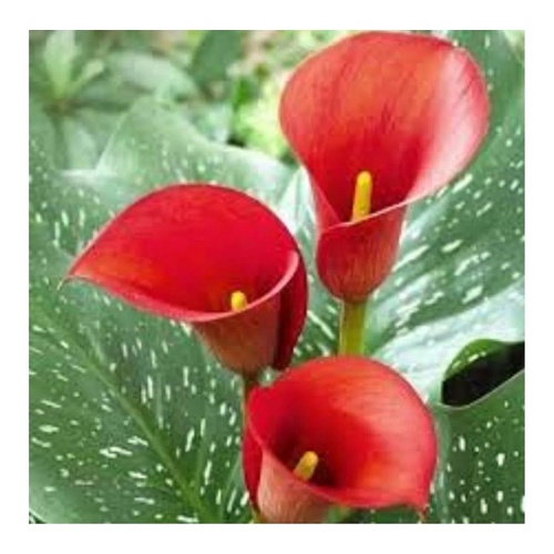 Copo De Leite Vermelho 10 Sementes planta ornamental | Shopee Brasil