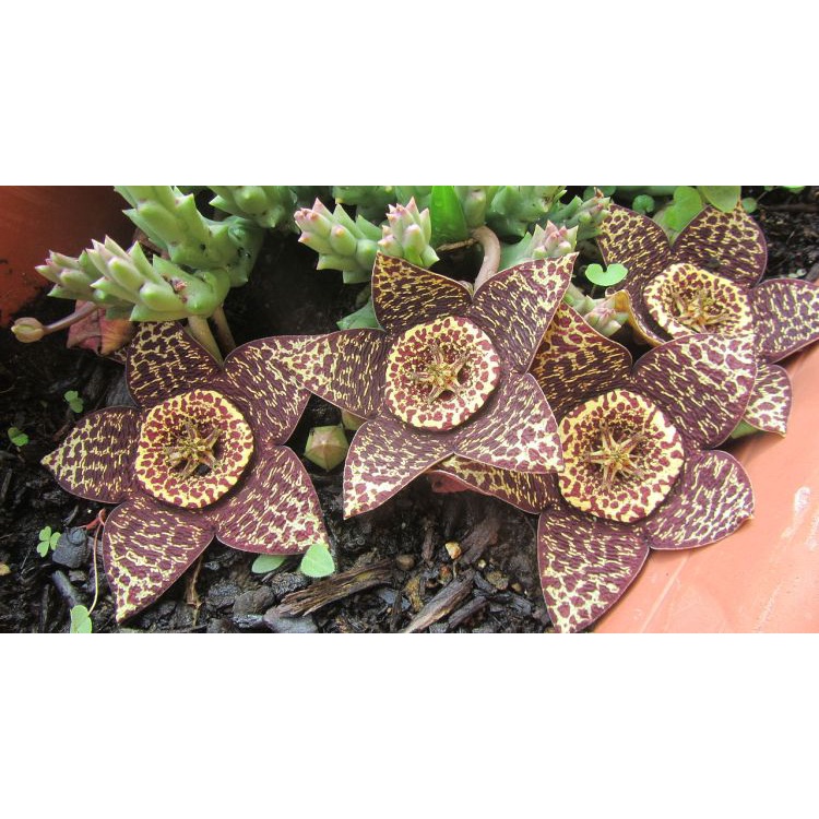 Cacto Orbea variegata (mini flor estrela) | Shopee Brasil