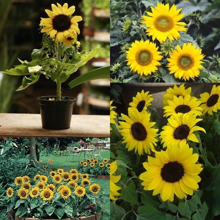 13 Sementes De Girassol Anão De Jardim Para Mudas, jardim, vasoe e ...