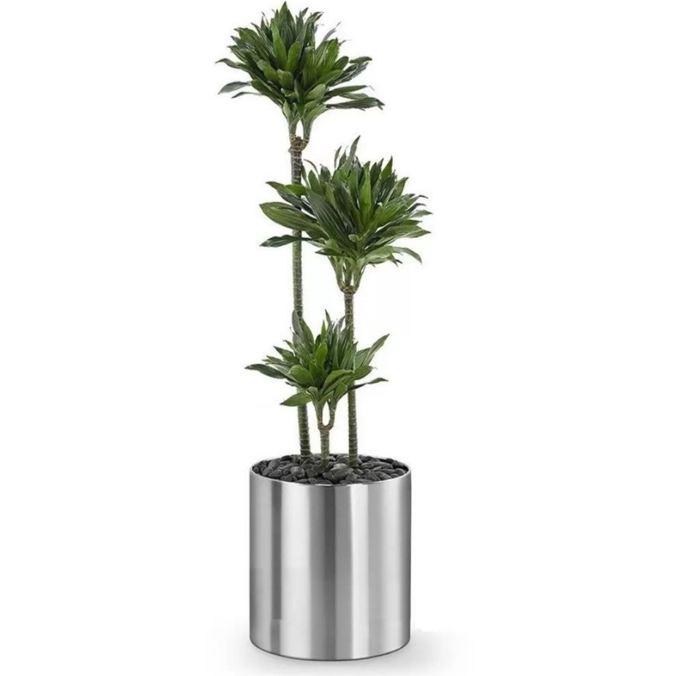 Plantas para Dentro de Casa: Onde Comprar | BuscaProdutos