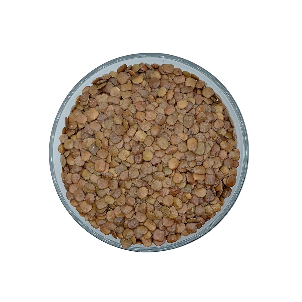 1 KG de Sementes de Sansão do Campo para cerca viva