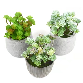 Mini suculenta artificial FR-258 em Oferta na Shopee