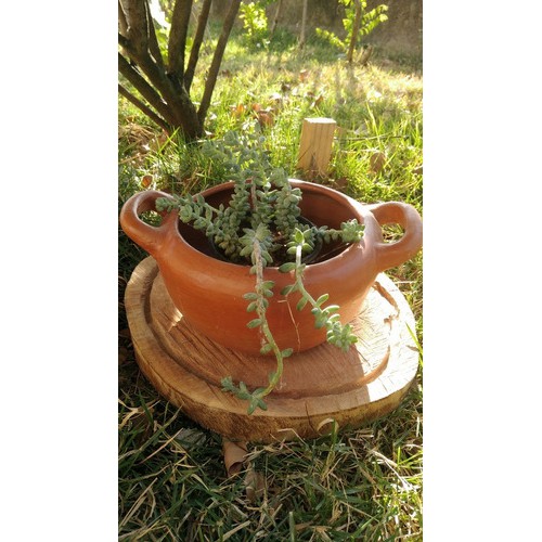 Vaso Planta Suculenta Enfeite Jardim Estilo Panela De Barro