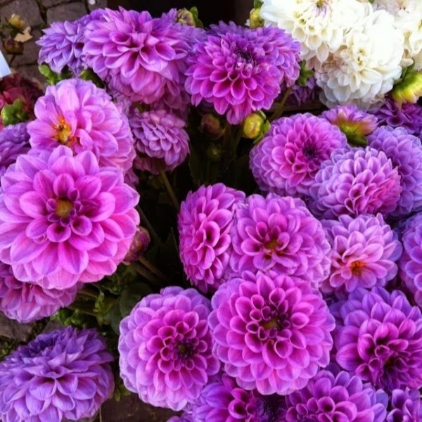 200 Sementes Sadias De Flores Dalia Lilac Gigante