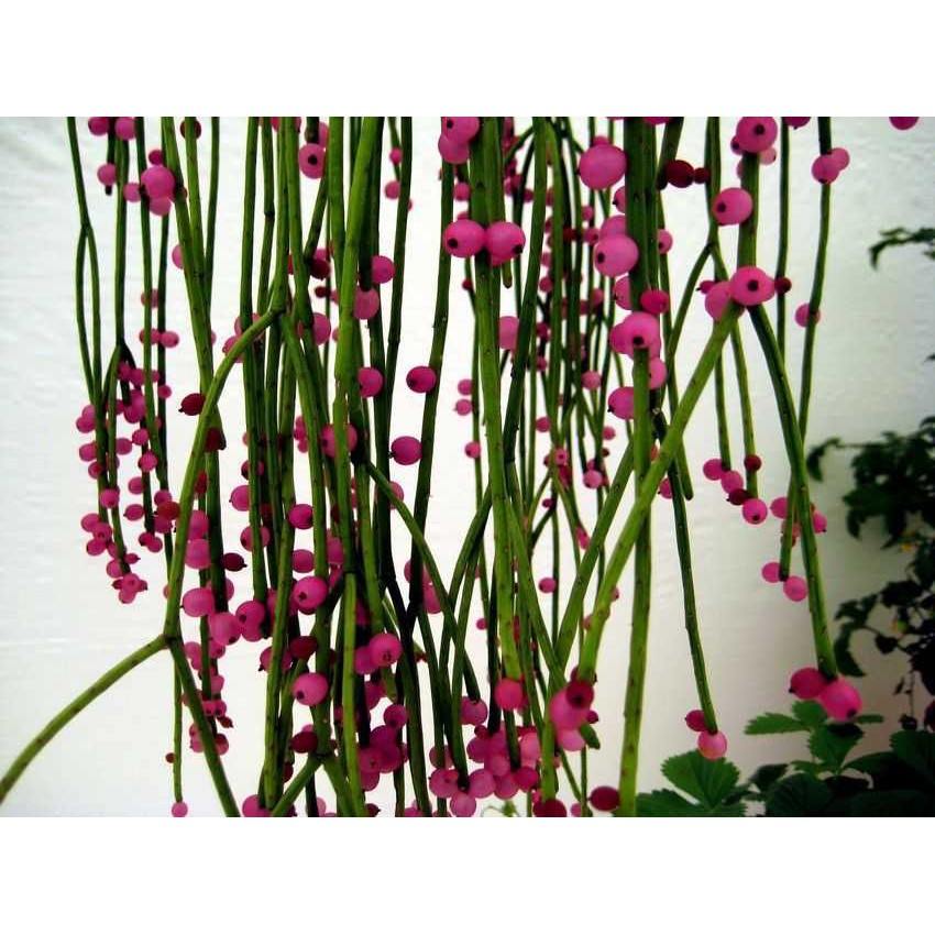 Sementes de Cacto Suculenta Rhipsalis baccifera Pink ou Cacto Macarrão |  Shopee Brasil