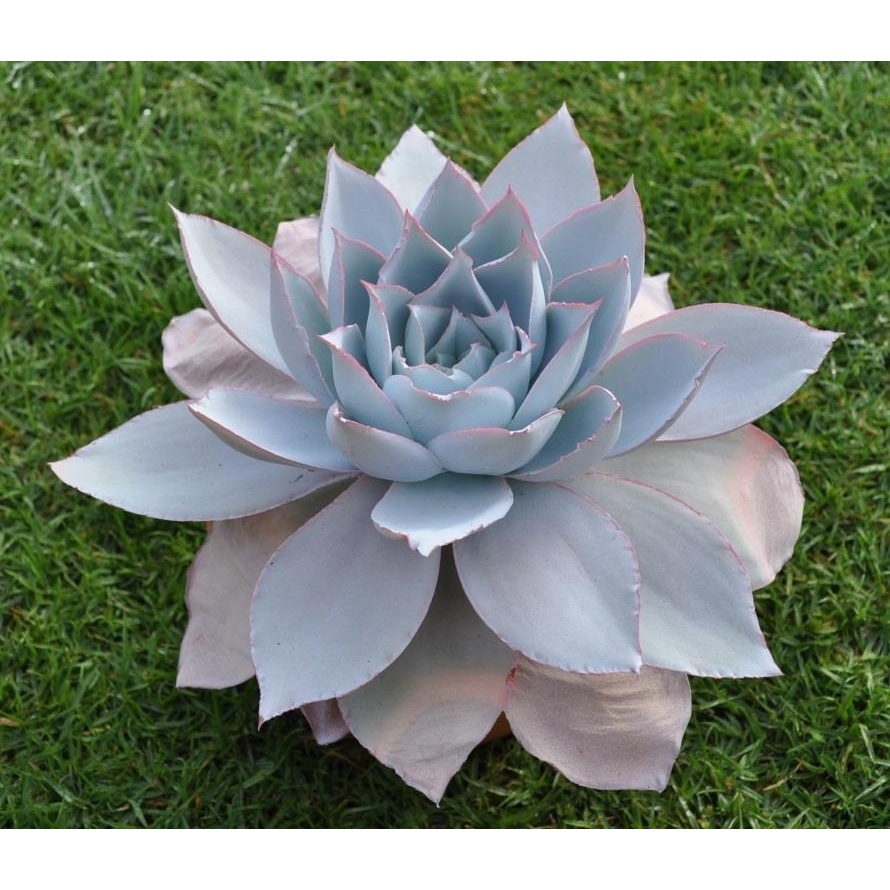 O que é Suculenta Echeveria Cante? Guia e Onde Comprar | BuscaProdutos