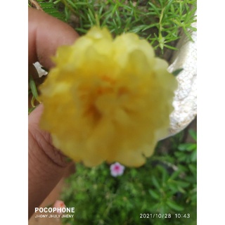 Muda Da Planta Onze Horas Meio Dia Terezinha Portulaca Grandiflora Com Raiz  Sem Terra | Shopee Brasil