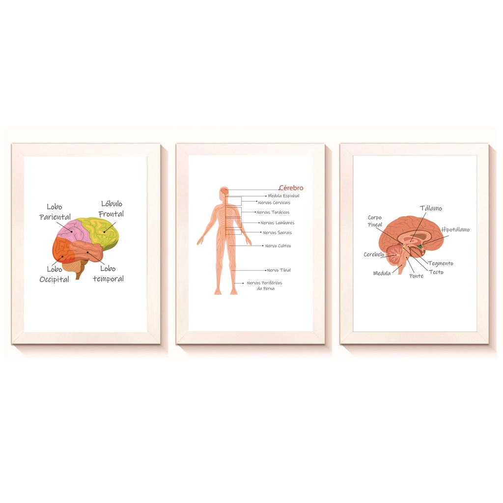 Kit 3 Quadros Decorativos Cérebro Neurolgia Medicina Consultório Moldura 20x30cm Madeira