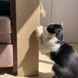 Arranhador para sofá Arranhador para Cama Arranhador para Gatos Arranhador de Canto Várias Medidas 40 cm a 60 cm Fibra Natural