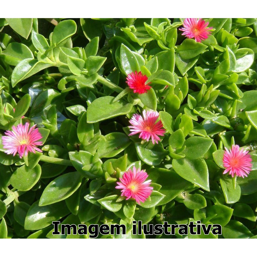 Suculenta Rosinha De Sol Aptenia Cordifolia Shopee Brasil