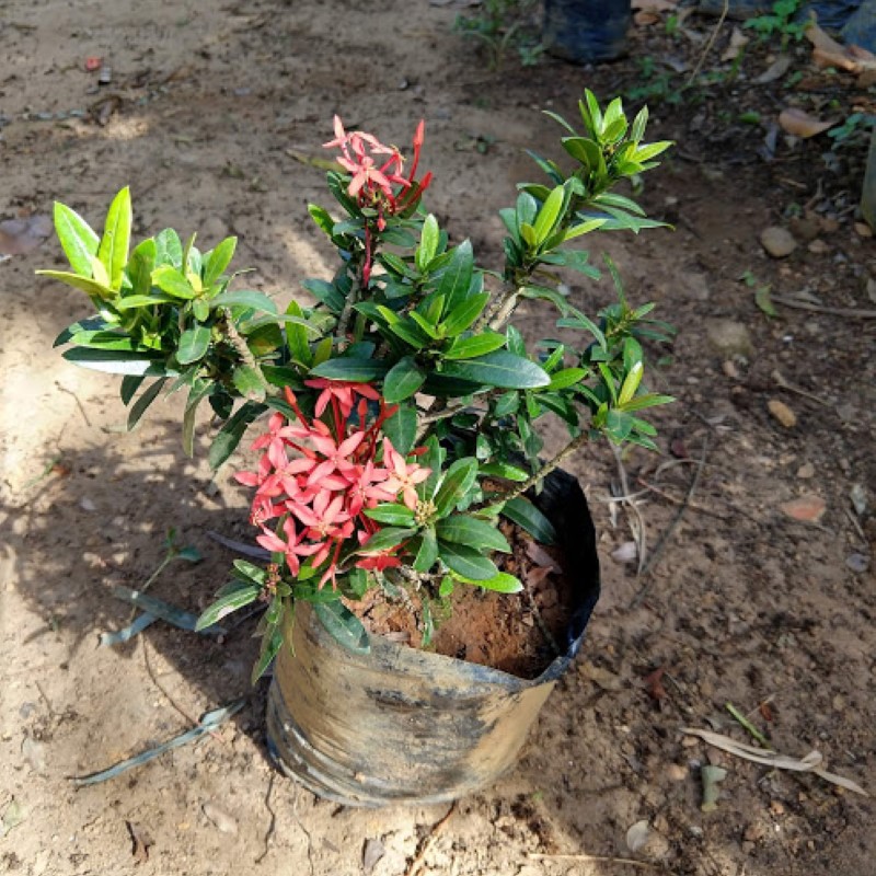Muda de Mini Ixoria Vermelha/Amarela/Laranja/Branca/Rosa Ornamental Flor |  Shopee Brasil