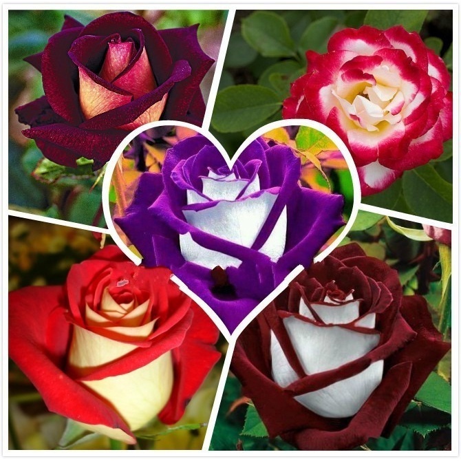 25 Sementes Rosa Osiria Aveludada Bicolor Raras