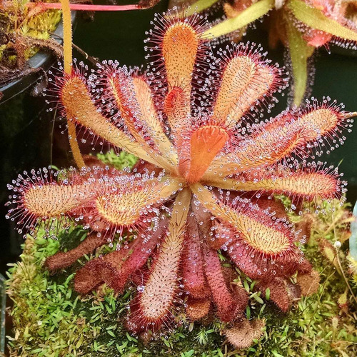Pianta di drosera del capo immagini e fotografie stock ad alta