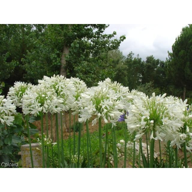 Sementes frescas de Agapanto Mix Azul e Branco - Agapanthus africanus -  Para plantio de Mudas | Shopee Brasil