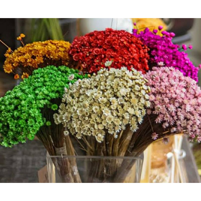 300 Florzinhas Sempre Viva Natural Desidratada - A 25 DE MARÇO | Shopee  Brasil