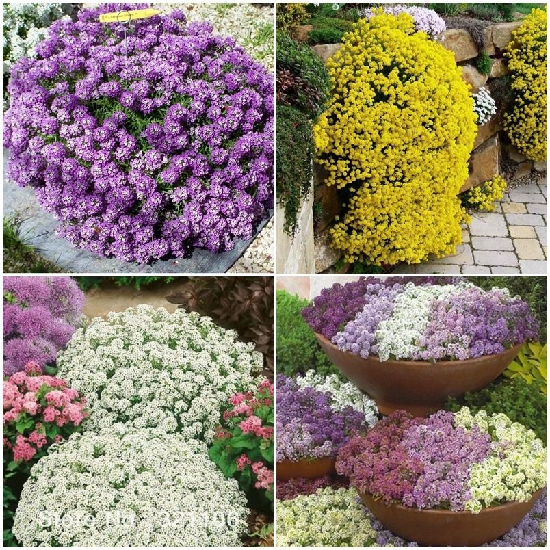 Sementes de Flor de Mel - Alyssum /Branca /violeta /ROSA 10 Sementes |  Shopee Brasil