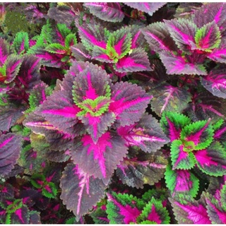 P S Sementes De Flores Coleus Raras Tipos De Cor Perennial Bonsai Planta De Drag O Hom N Hh