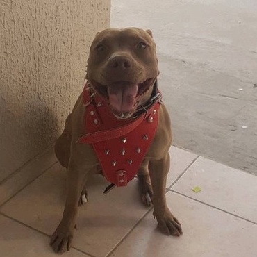 - BRINDE - Peitoral pit bull reforçado ideal para cachorros de grande e médio porte guia anti puxão engate rapido