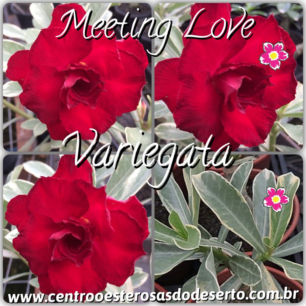 Rosa do Deserto Muda de Enxerto - Meeting Love - Variegata de Flor Tripla |  Shopee Brasil