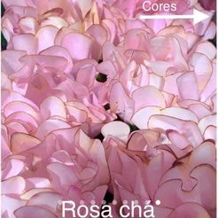 24 Forminhas ROSA CHÁ Para Doces Finos, Para Casamento Aniversários, Debutantes e Decoração MOD. CELEBRARE