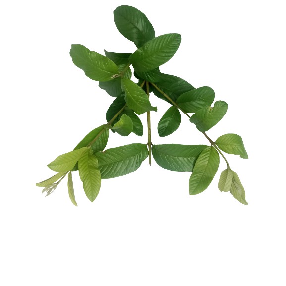 Tônico Folha de Goiaba: Onde Comprar | BuscaProdutos