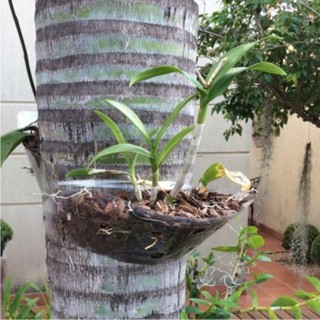 Flóris - Suporte Para Orquídeas 12uni - Suporte Transparente em Oferta na Shopee