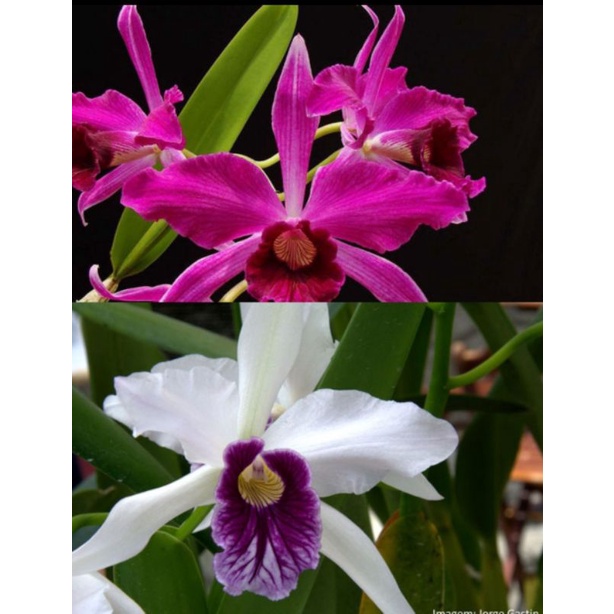 Orquídea Laelia purpurata sanguínea e Laelia purpurata roxo bispo (muda) |  Shopee Brasil