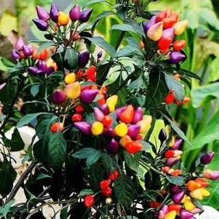 Sementes de pimenta piramide
