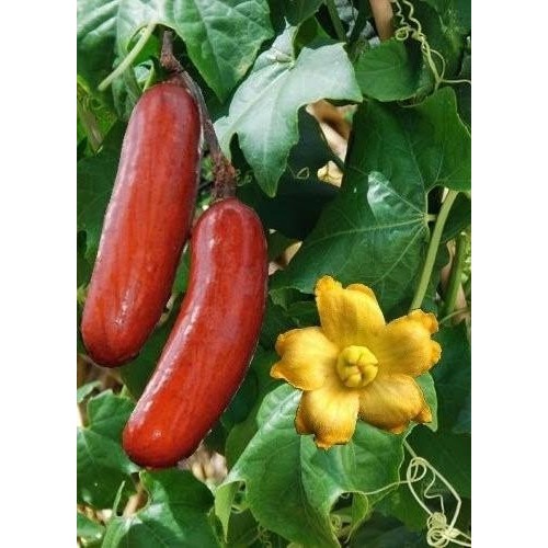 25 Sementes de Melão Caboclo Croá / Fruta Mortadela / Melão Cruá Sicana Odorífera em Oferta na Shopee