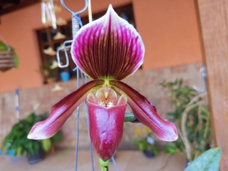 Orquídea Sapatinho Paphiopedillum Vinho Adulta | Shopee Brasil