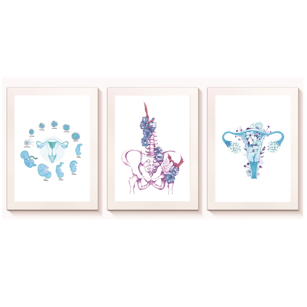 Kit 3 Quadros Decorativos Embriões Pelve Útero Ginecologia Obstetrícia Medicina Molduras 20x30cm