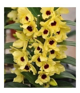 Orquidea Dendrobium Lindas Varias Cores Pronta Entrega | Shopee Brasil
