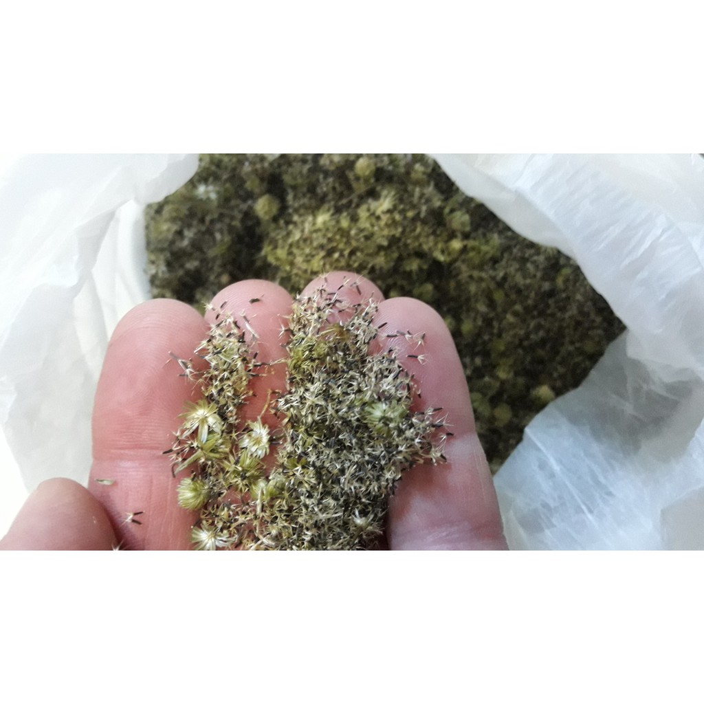 70 UNIDADES: Sementes Da Real planta medicinal Erva De São João (mentrasto) para plantar e fazer Mudas. Cultivar no solo quintal ou em apartamento no vaso