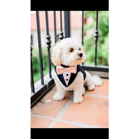 Terninho pet para casamento