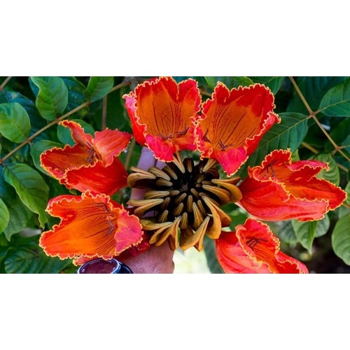 80 Sementes Ipê Vermelho Tulipeira P Mudas Flores Plantas | Shopee Brasil