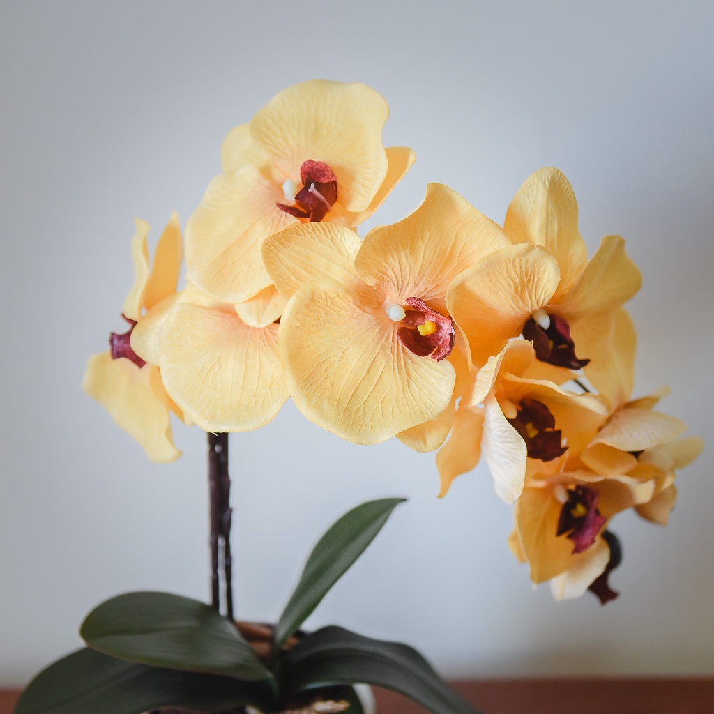 Arranjo Orquídea Amarela Vaso Espelhado | Shopee Brasil