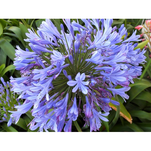 Agapanto Agapanthus 10 Sementes Praecox Flor Rosa | Shopee Brasil