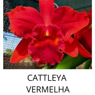 Muda Orquídea Cattleya Vermelha Perfumada e Cheirosa Bela Pronta Entrega |  BeeCost