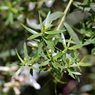 200 Sementes Alecrim Do Campo Para Plantar e cultivar mudas. Planta rara medicinal para cultivo em vasos ou diretamente no solo