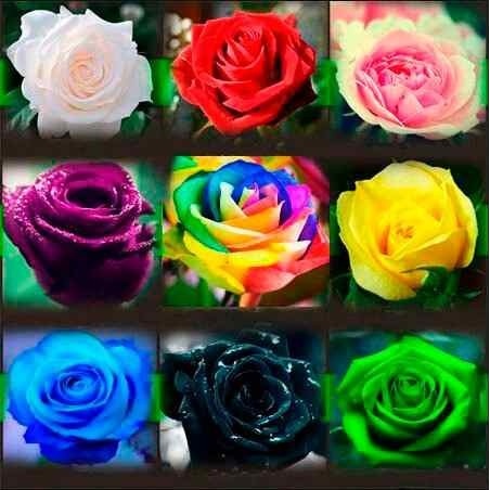 300 Sementes Sadias De Rosa Exóticas Mto Raras Azul Arco-íris Verde