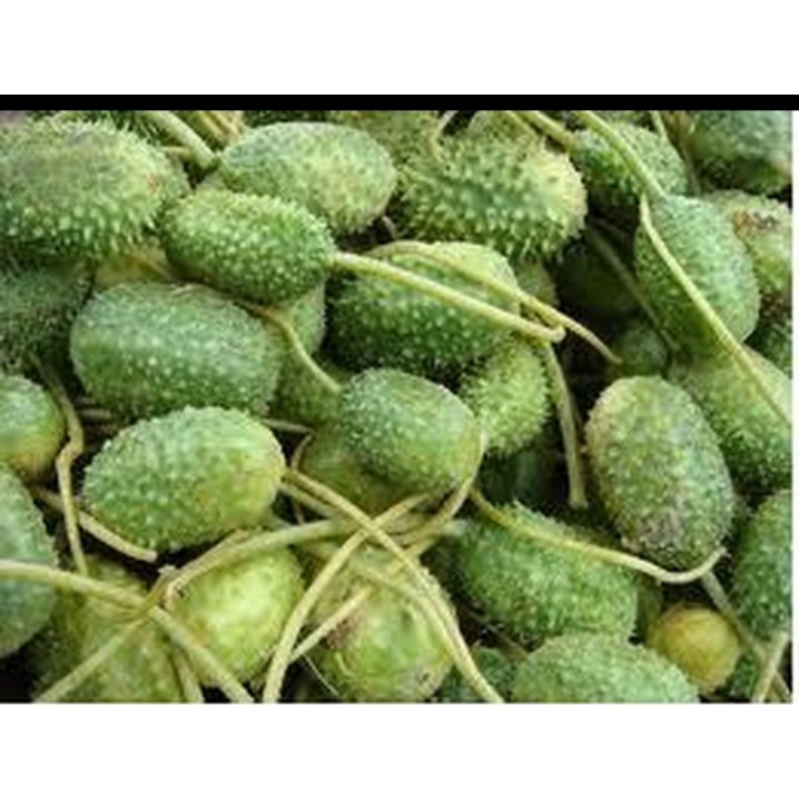 50 Sementes De Maxixe Baiano - excelente fonte de vitamina. | Shopee Brasil