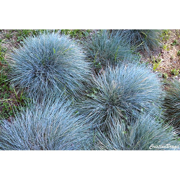 1500 SEMENTES DE GRAMA AZUL + SEMENTEIRA + SUBSTRATO+BRINDE