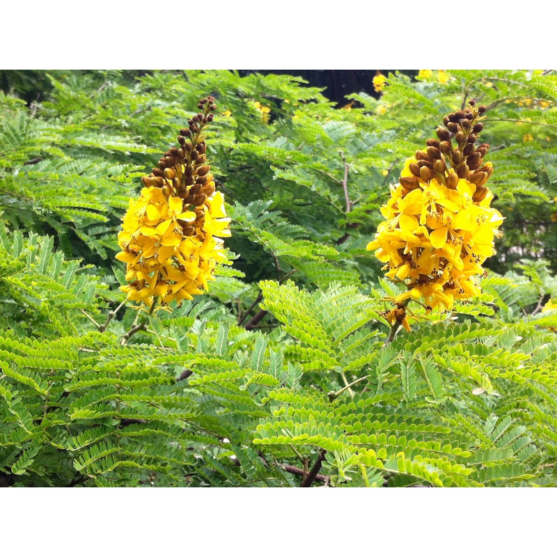 12 UNIDADES : Sementes Da Verdadeira árvore decorativa Sibipiruna (sebipira) para plantar